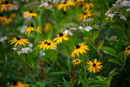 CEBELARJI (30 of 43)